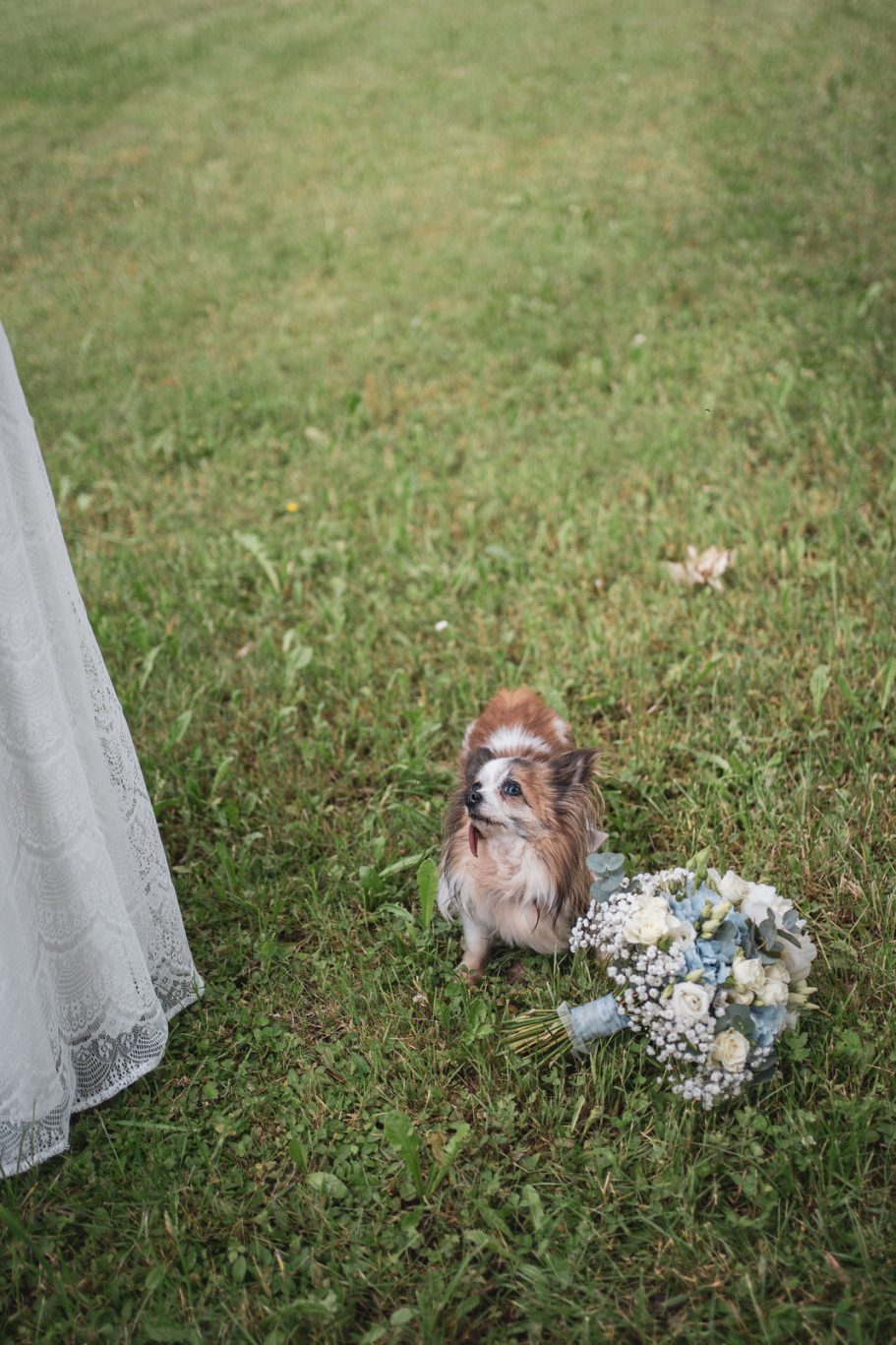 Hochzeit Der Hund des Brautpaares sitzt auf der Wiese neben dem Brautpaar und schaut es freudig an